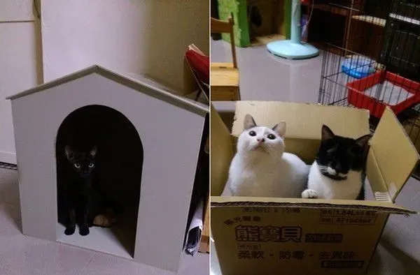 满屋子的纸箱城堡 猫主子们超爱这些宝物 | 猫