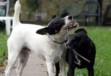 平毛猎狐梗吃什么 食物要适合犬生长阶段 | 平毛猎狐梗