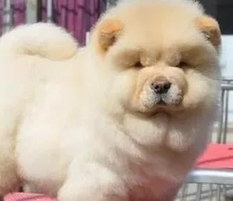 松狮犬|松狮犬三天前吃一个丝袜拉不出来了怎么办
