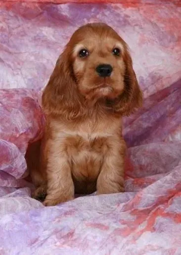 可卡犬|怎样保障可卡幼犬的成活率