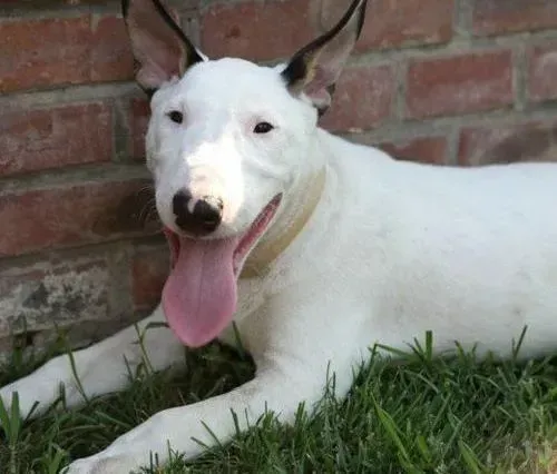 牛头梗|牛头梗患上犬瘟热有段时间了，应如何治疗