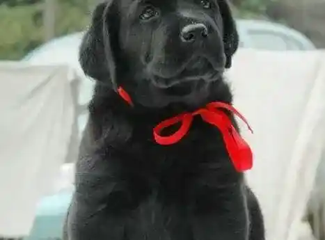 拉布拉多|拉布拉多犬肠胃不好，不吃饭不便便怎么办