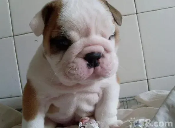 英国斗牛犬|斗牛犬呼吸道感染应该吃什么药好