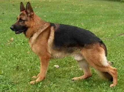 德国牧羊犬|晒晒狗狗的家庭饮食 德国牧羊犬的喂养方法是怎样的