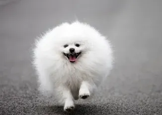 博美犬怎么修剪 博美犬梳理被毛的方法 | 博美