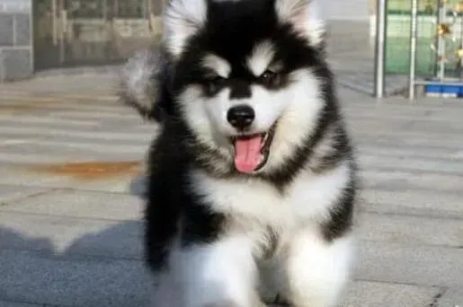 阿拉斯加犬|2月大的阿拉斯加犬能补钙吗 求答案