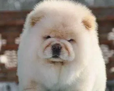 松狮犬|未做过绝育手术的松狮犬公犬会给主人带来的麻烦