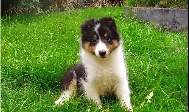 喜乐蒂|喜乐蒂犬在饮食方面有哪些特性