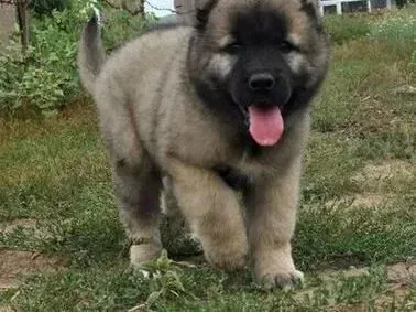 高加索犬|让高加索犬的毛更漂亮的实用小技巧