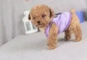 贵宾犬|贵宾犬吃什么会对身体造成威胁