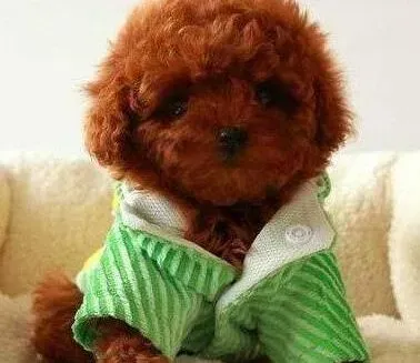 贵宾犬|给贵宾犬吃过多的肉是在谋杀它