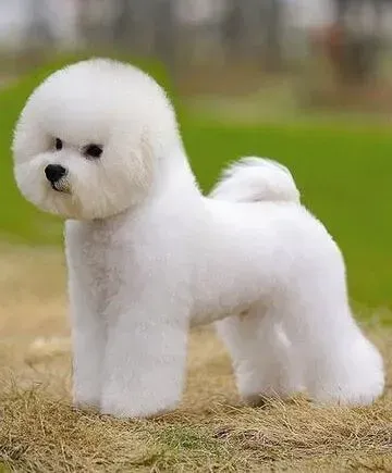 比熊犬|狗狗肥胖有原因 话说为什么比熊犬会肥胖