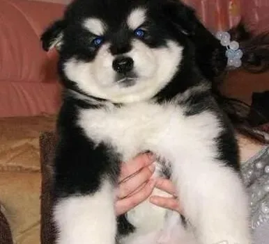 阿拉斯加犬|如何训练阿拉斯加犬？阿拉斯加犬的训练方法介绍