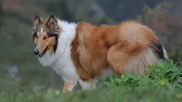 苏格兰牧羊犬|苏格兰牧羊犬吃完冷藏的食物呕吐黄沫没事吧