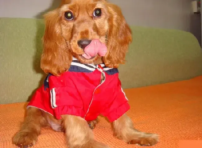 可卡犬|可卡犬最近拉肚子，有血丝是怎么了