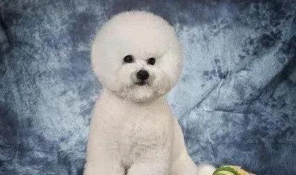 比熊犬|比熊犬以前挑食导致现在过于偏瘦如何给它增肥
