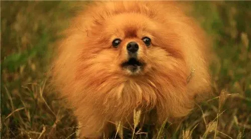 博美犬的叫声 声音也较成年狗狗更清脆尖利 | 博美