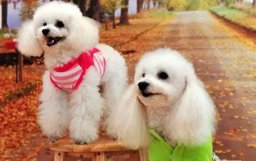 贵宾犬|预防贵宾犬出现皮肤疥癣的方法