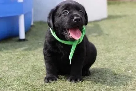 拉布拉多|拉布拉多犬的脾气越来越坏了这是怎么回事