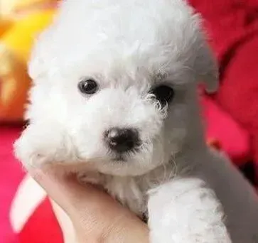 比熊犬|饲主为比熊犬正确梳理毛发的小方法