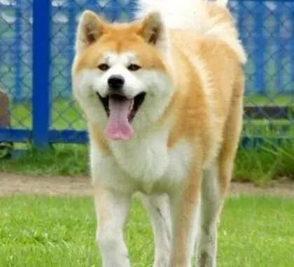 秋田犬|夏季缓解秋田犬出现厌食症状的对策