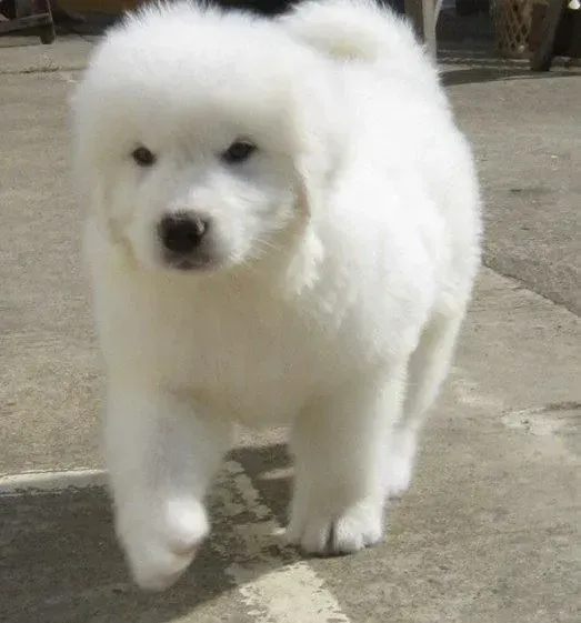大白熊犬|大白熊犬骨折之后应该怎么办