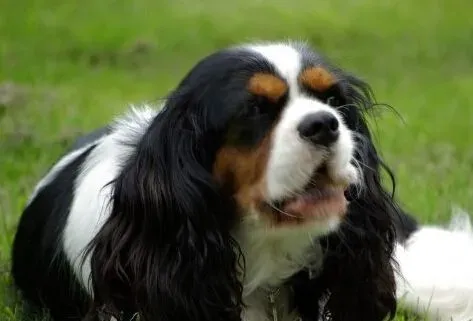 查理士王小猎犬掉毛吗 春夏季狗换毛期 | 查理士王小猎犬