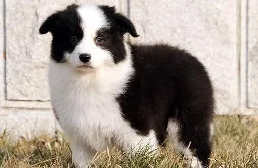 边境牧羊犬|文明如厕 轻松解决边境牧羊犬随地大小便毛病
