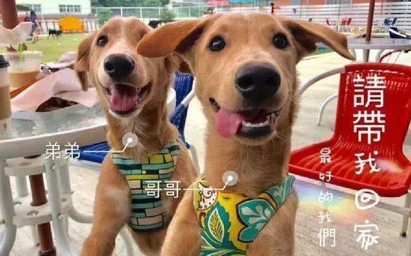 清楚明了的家中地位 平民和奴隶寻找翻身的机会 | 狗