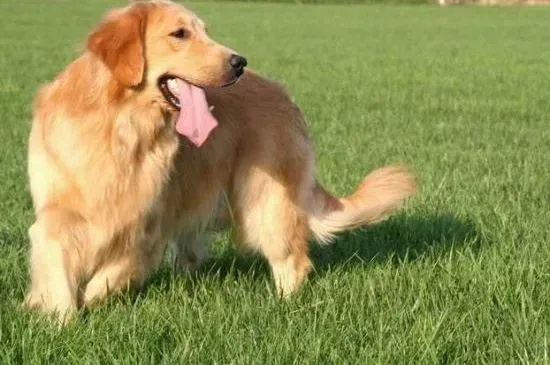 金毛|40多天的金毛犬身上出现虱子，很痒怎么办