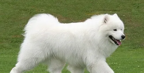 怎么样训练萨摩耶犬 选择在吃饭的时候训练 | 萨摩耶犬
