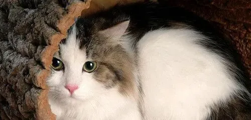 猫尿结石怎么办 猫尿结石的症状及防治方法 | 猫