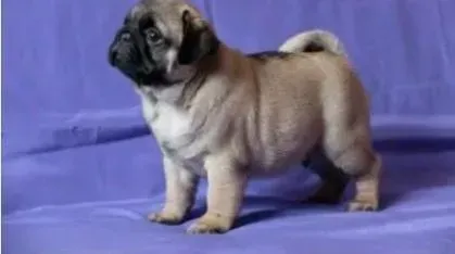 巴哥犬|巴哥狗狗常见的七种疾病的治疗方法
