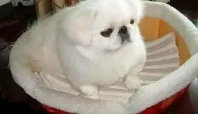 京巴狗|京巴狗患上低血糖可以这样治