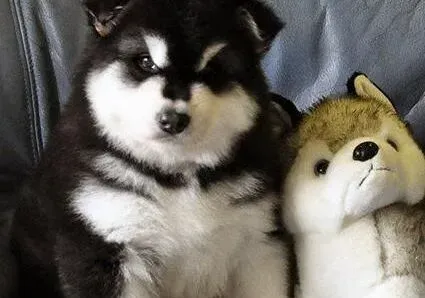 阿拉斯加犬|阿拉斯加雪橇犬在半夜吠叫的制止方法