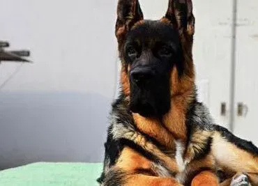 德国牧羊犬|健康饲养 哪些食物不适合德国牧羊犬