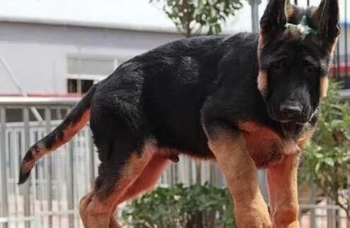 德国牧羊犬|德国牧羊犬偏食的原因与改善方法