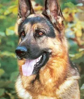 德国牧羊犬|不要打扰它 安全接近德国牧羊犬的学问