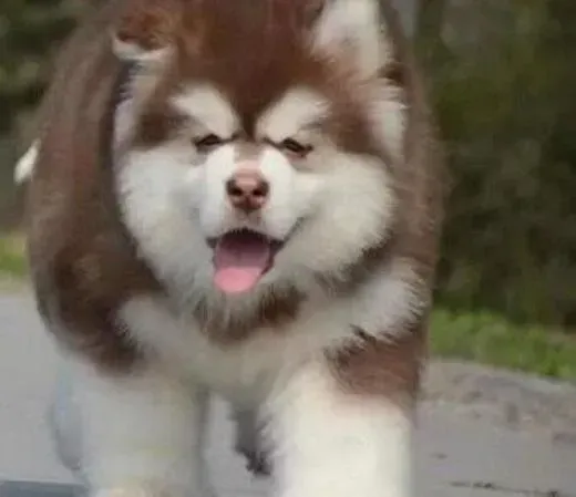阿拉斯加犬|怎样让阿拉斯加雪橇犬永远保持美丽的姿态
