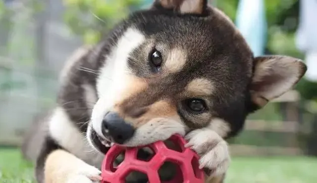 柴犬什么颜色贵 主流的赤柴价格是最贵的 | 柴犬