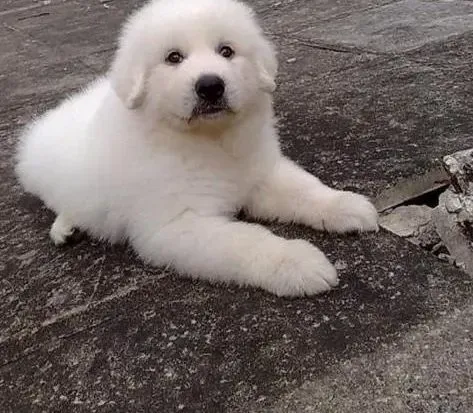 大白熊犬|训练大白熊犬学会叼东西的几点关键问题