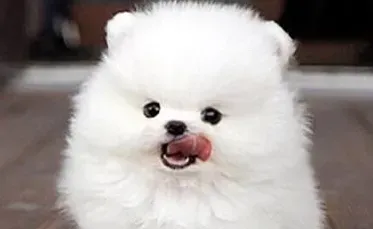 博美犬幼犬狗粮 博美幼犬吃哪种狗粮比较好 | 博美