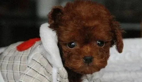 贵宾犬不可以吃什么 有些食物可致命 | 贵宾犬