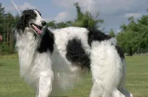 苏俄猎狼犬多长多高 肩高一般在75到85厘米 | 苏俄猎狼犬