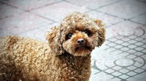 给狗洗澡不宜过频 狗狗毛发干洗技巧 | 狗