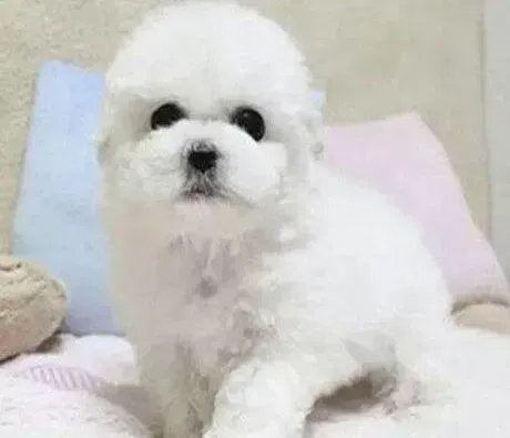 比熊犬|怎样让比熊犬有超级好的性格