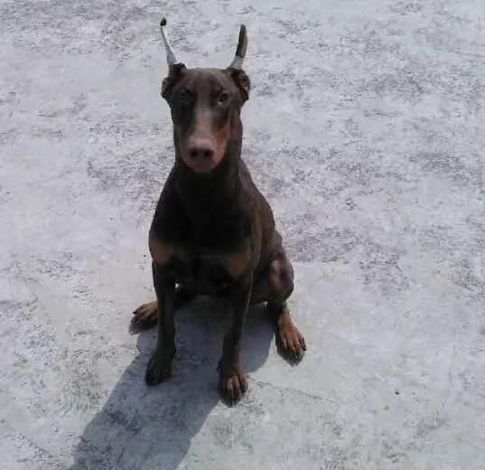 杜宾犬|养好杜宾幼犬你要做到哪些方面