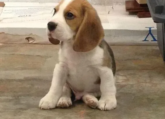 比格犬|关于在冬季饲养比格犬方法的记录