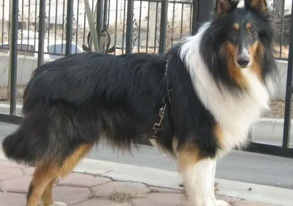 苏格兰牧羊犬|脂肪过多对于苏格兰牧羊犬有哪些不利