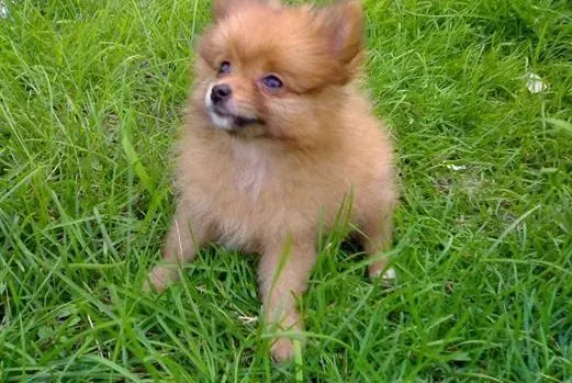 博美犬|狗狗大胆向前走 怎样使博美犬的胆子变大
